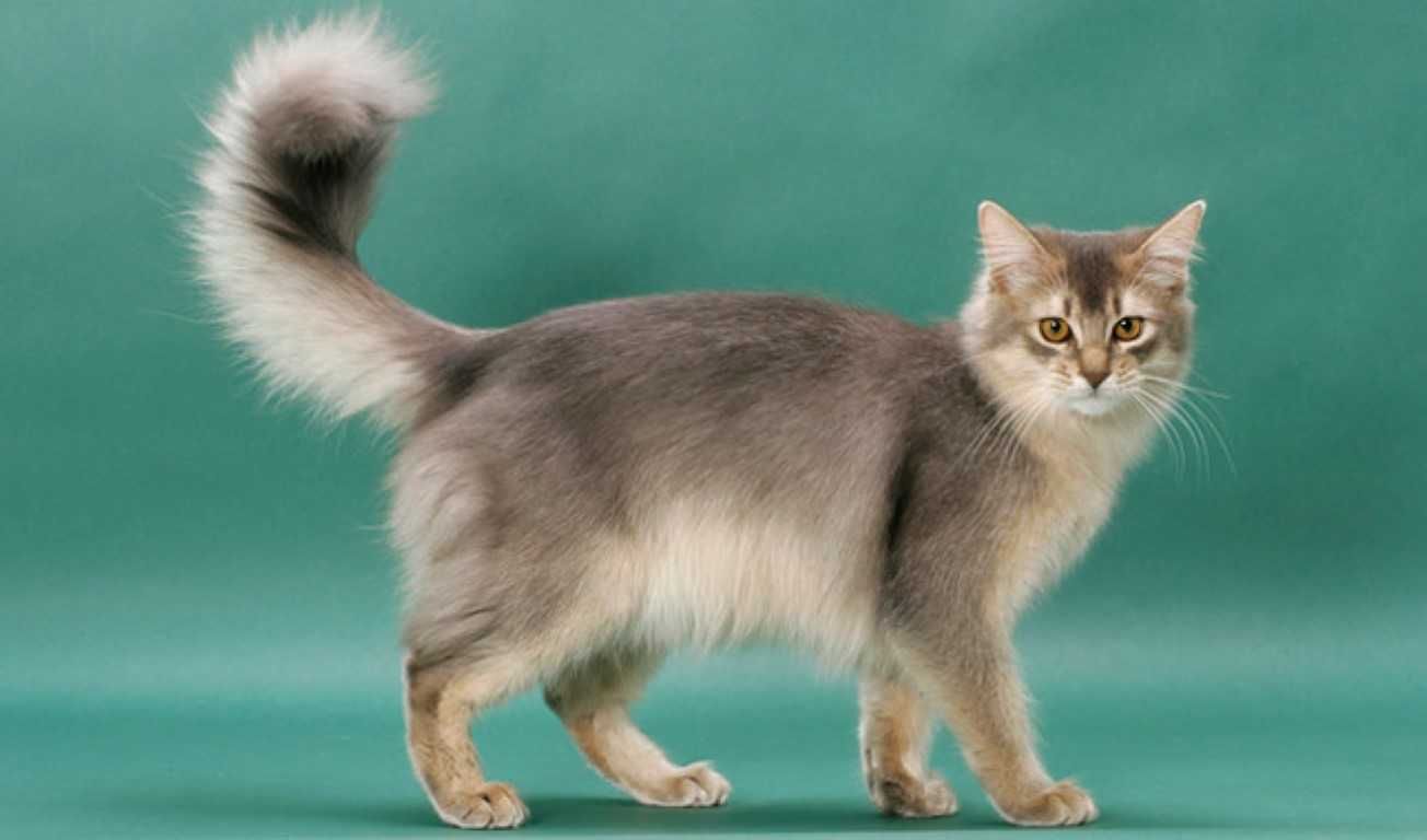 Somali Cat 3