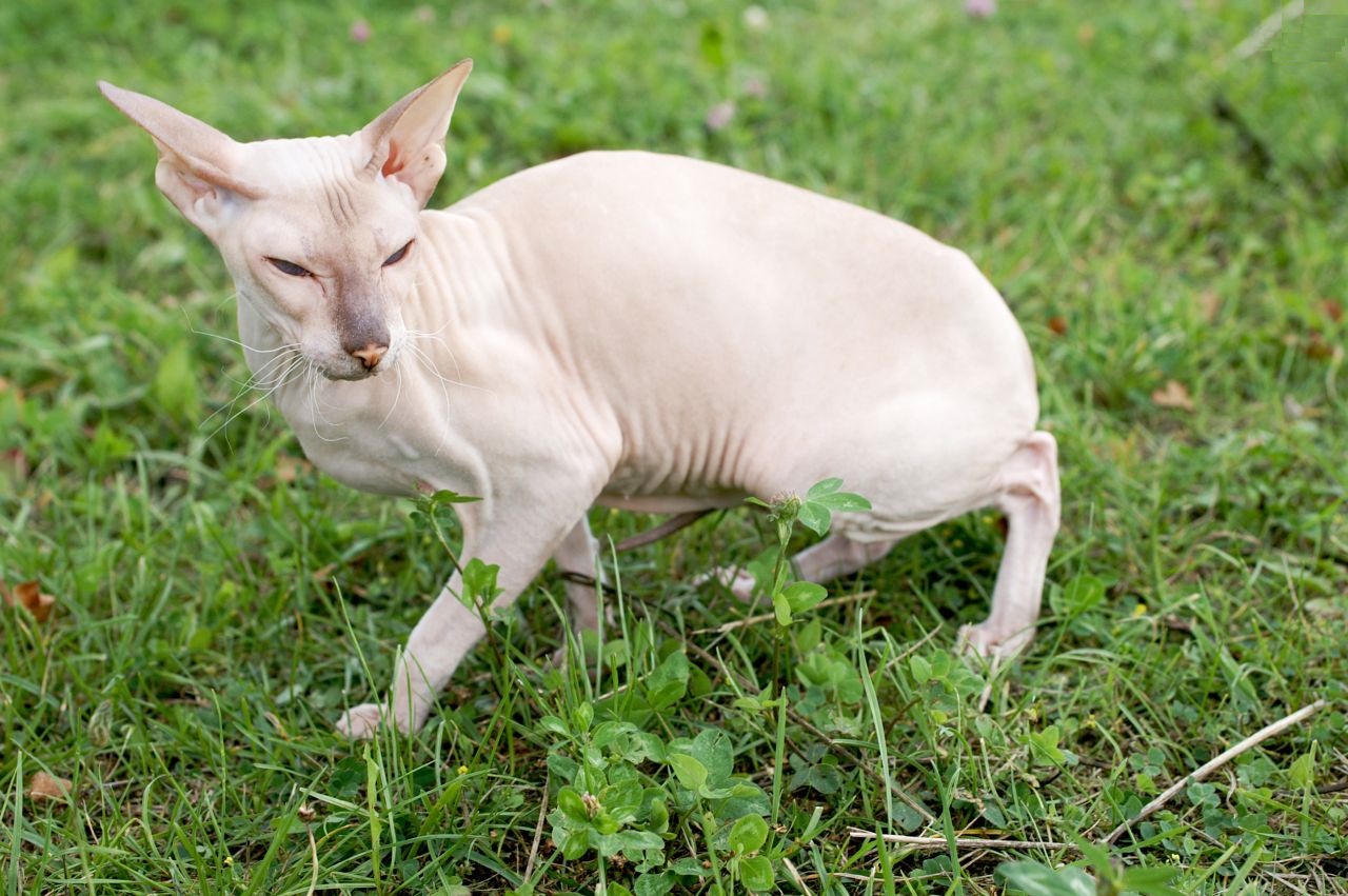 Sphynx Cat 1