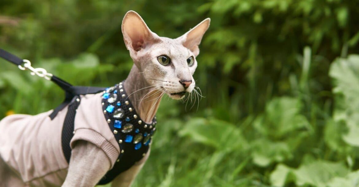 Sphynx Cat
