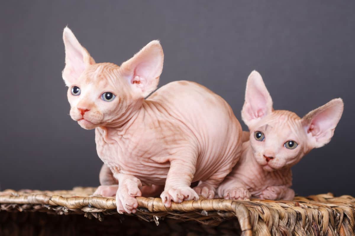 Sphynx Cat 2