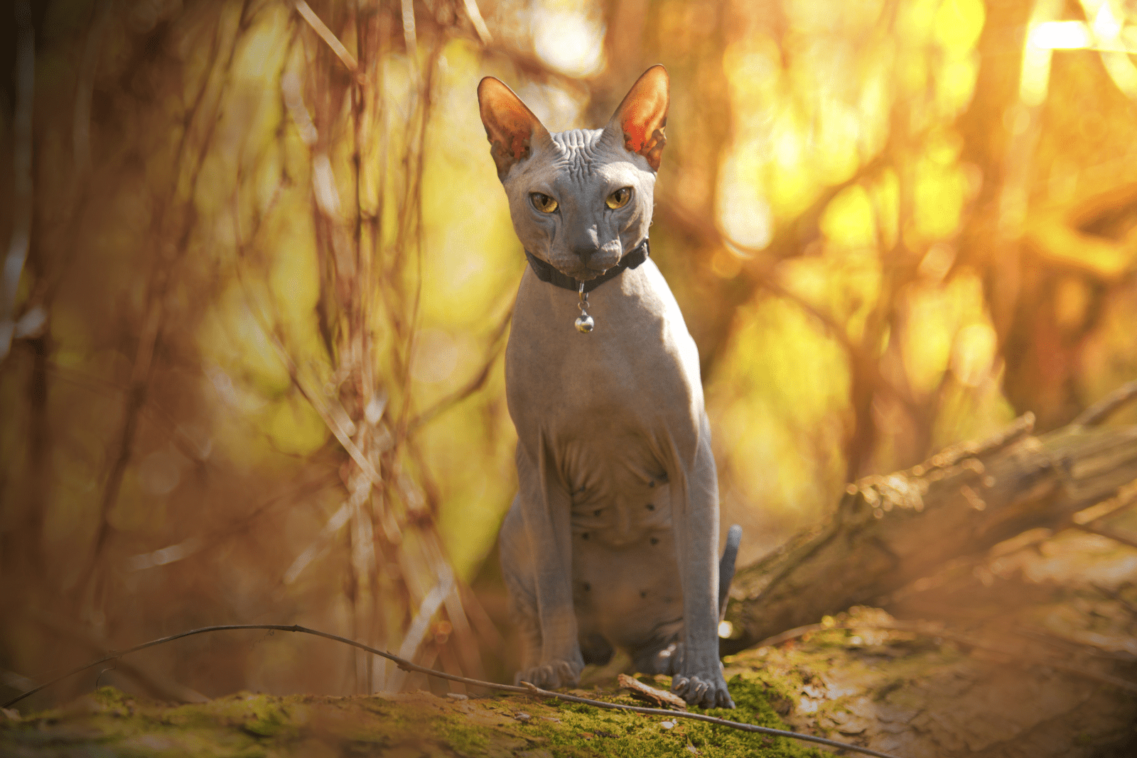 Sphynx Cat 3