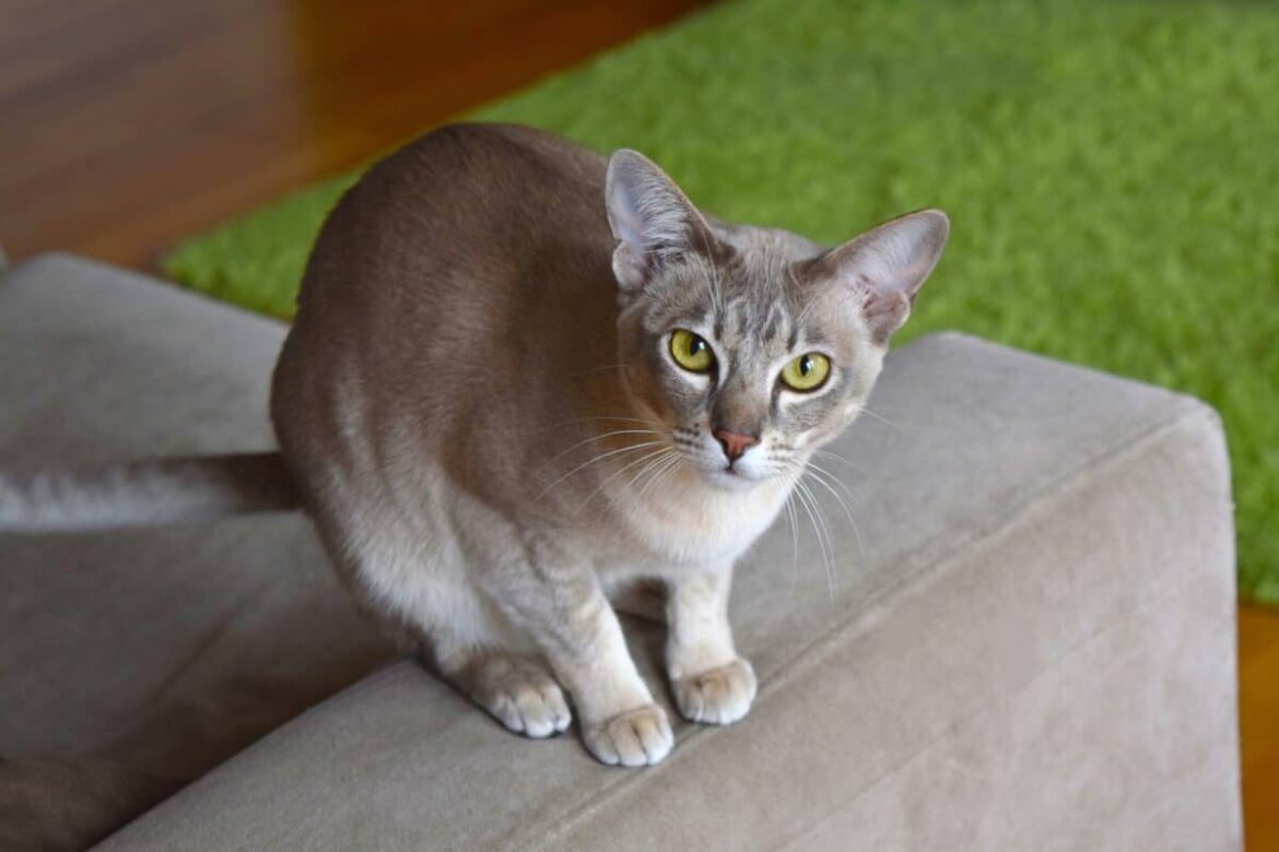 Suphalak Cat Suphalak Cat