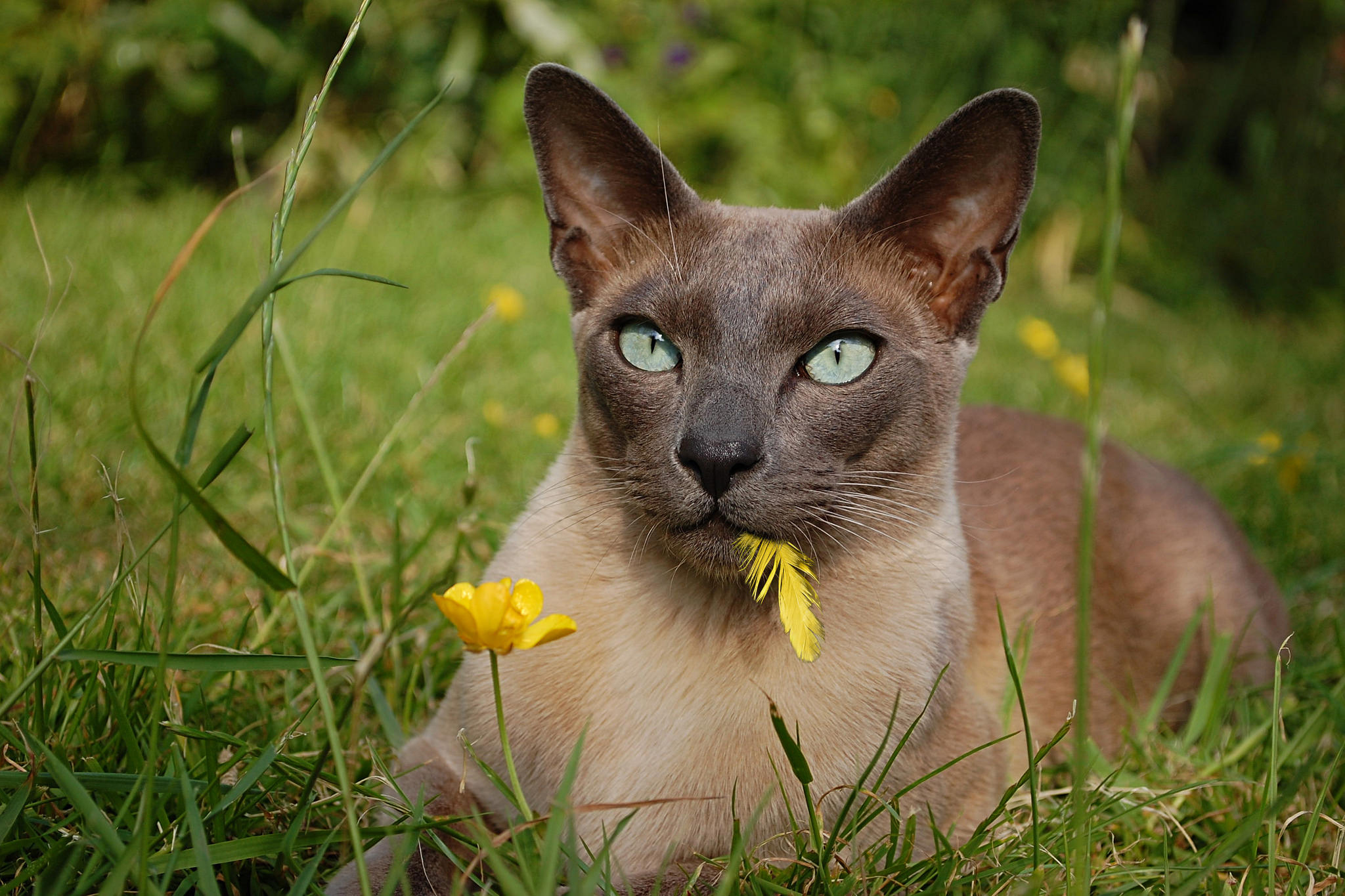 Tonkinese Cat