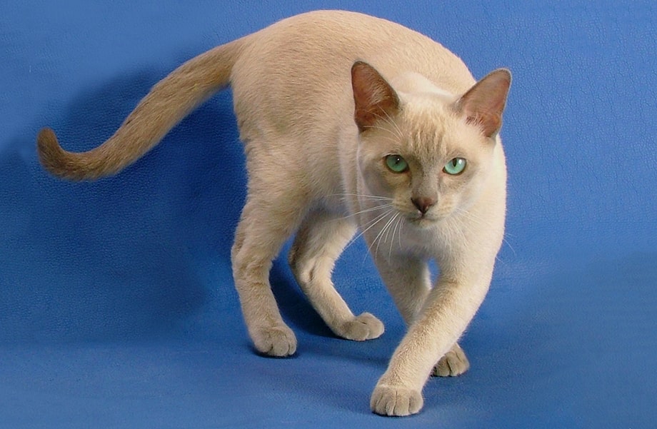 Tonkinese Cat 2