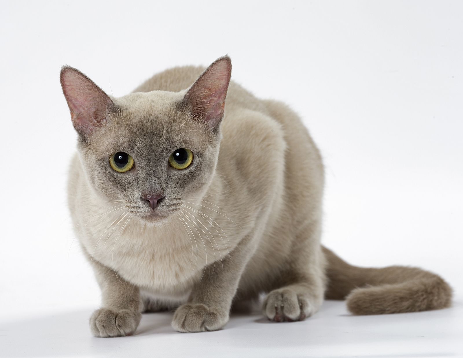 Tonkinese Cat 2