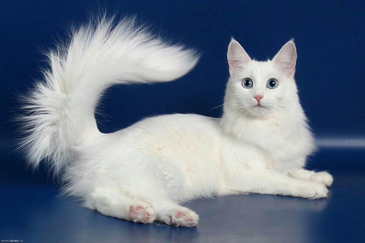 Turkish Angora Cat 1