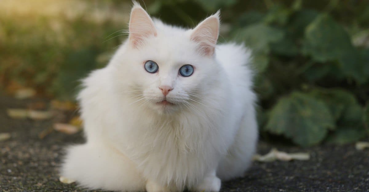 Turkish Angora Cat 2