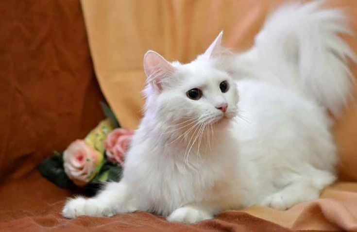 Turkish Angora Cat 3