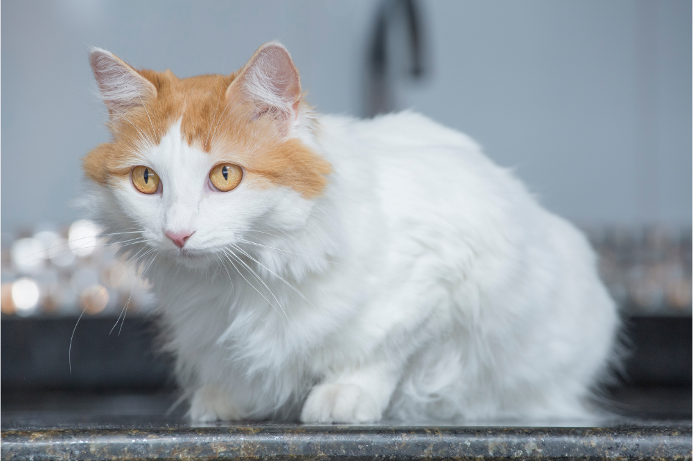 Turkish Van Cat 1