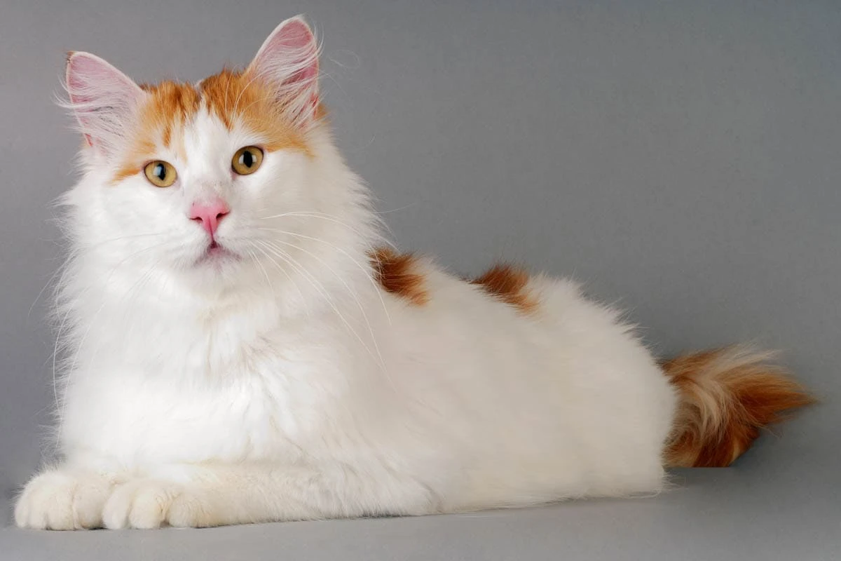 Turkish Van Cat 2