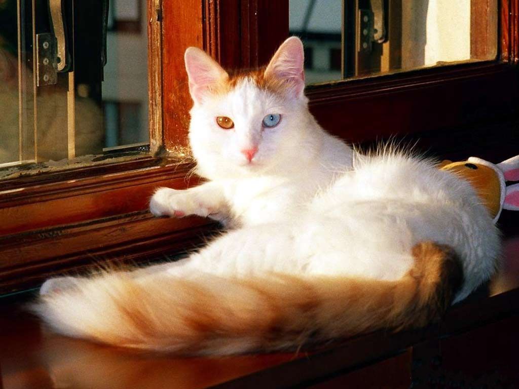 Turkish Van Cat 3