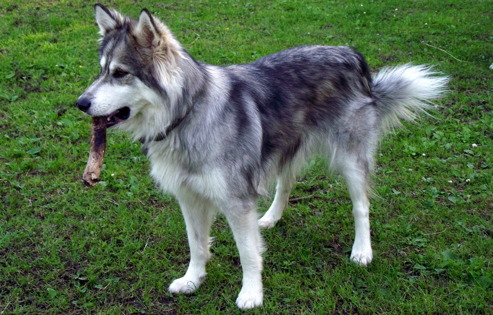 Utonagan Dog