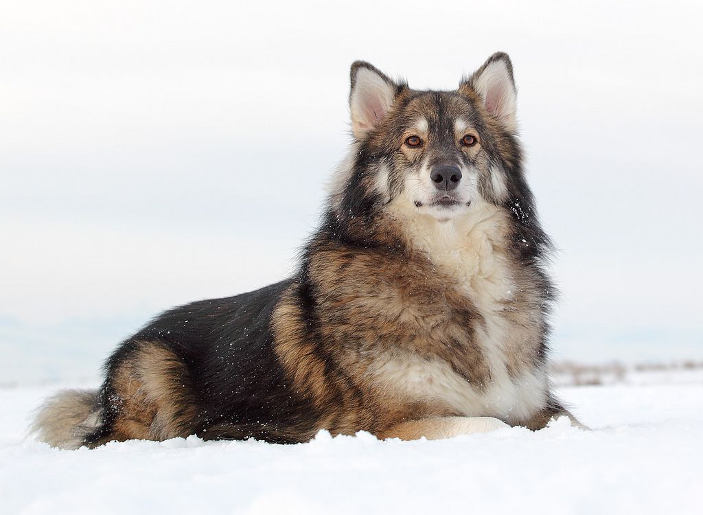 Utonagan Dog 2