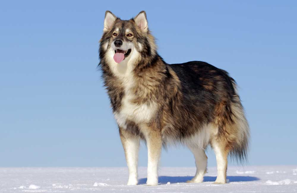 Utonagan Dog 3